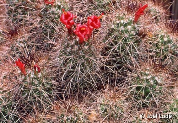 Cochemiea maritima ©JLcoll.695